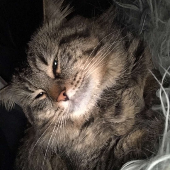 Meet your Posher, Karlie - Picture 1 of 1